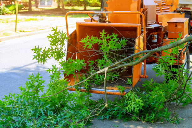 Best Dead Tree Removal  in Redington Beach, FL